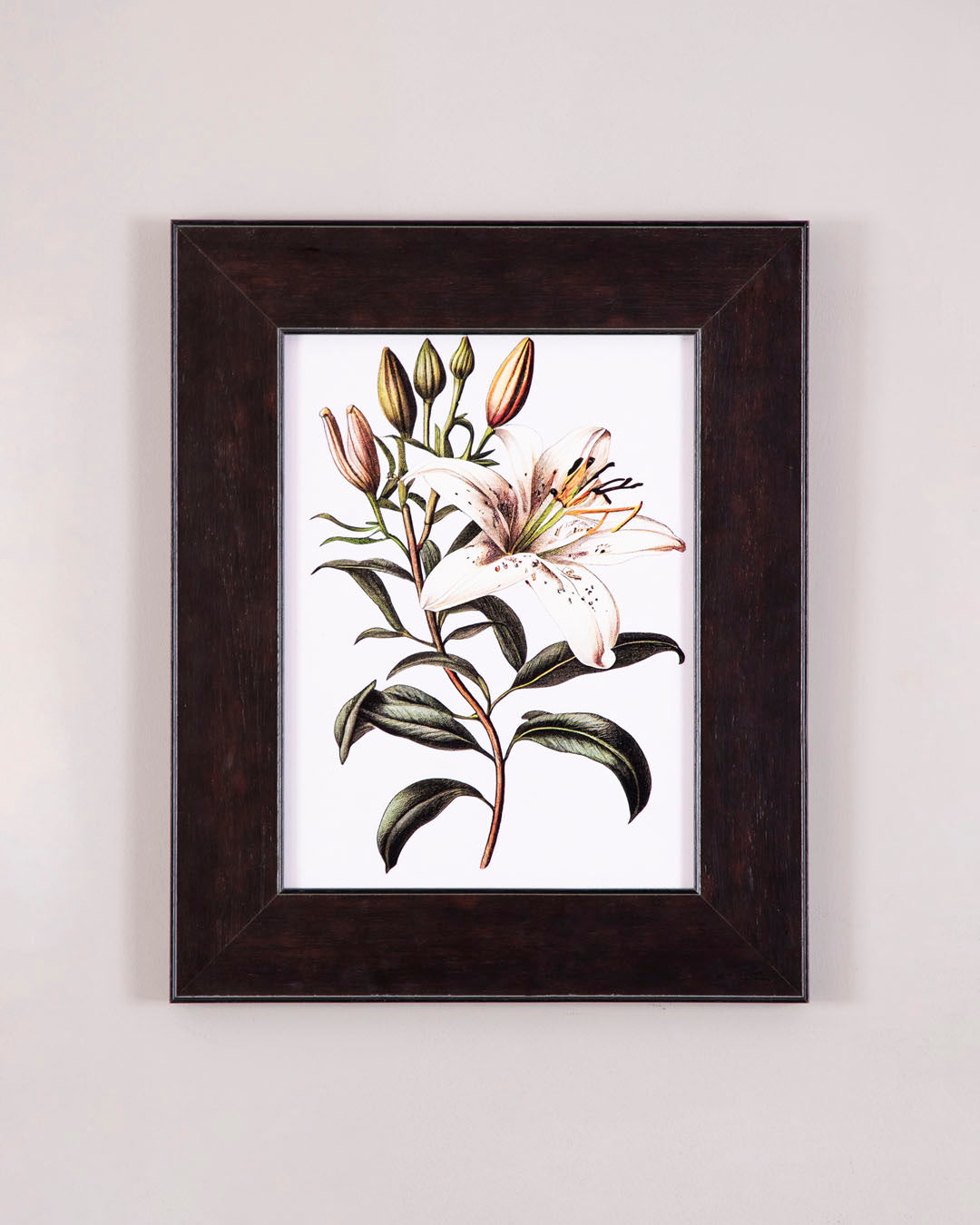 Botanical Lily Study