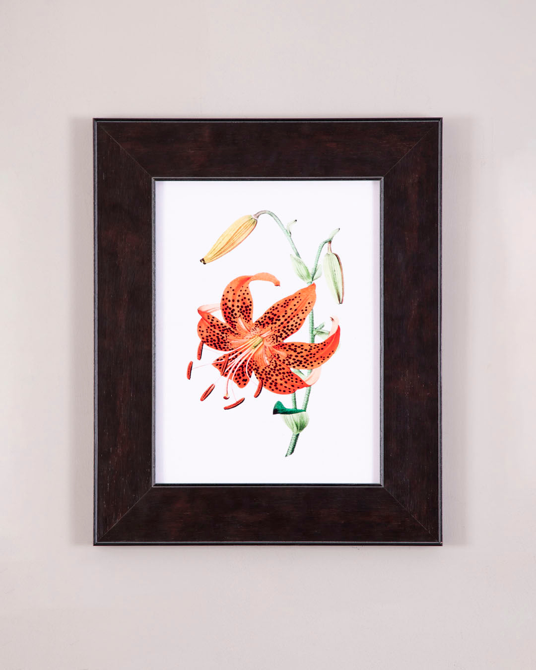 Tiger Lily Flower