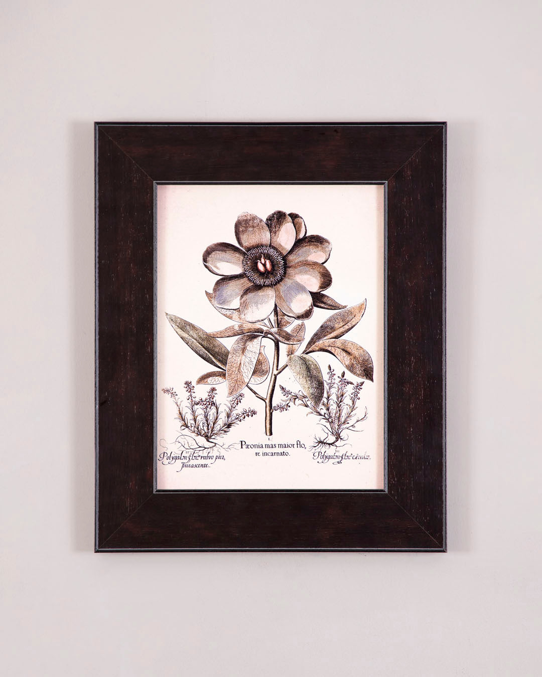 Hortus Eystettensis