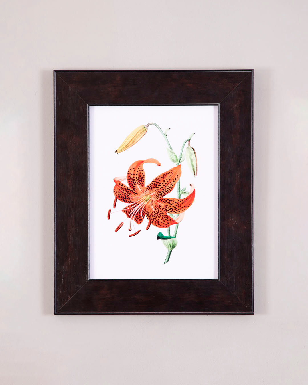 Tiger Lily Flower