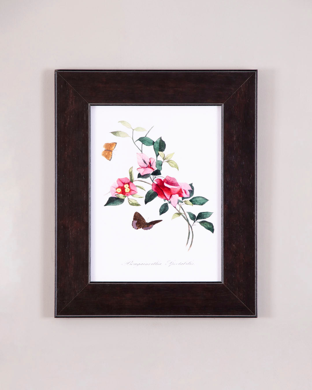 Camellias & Butterflies