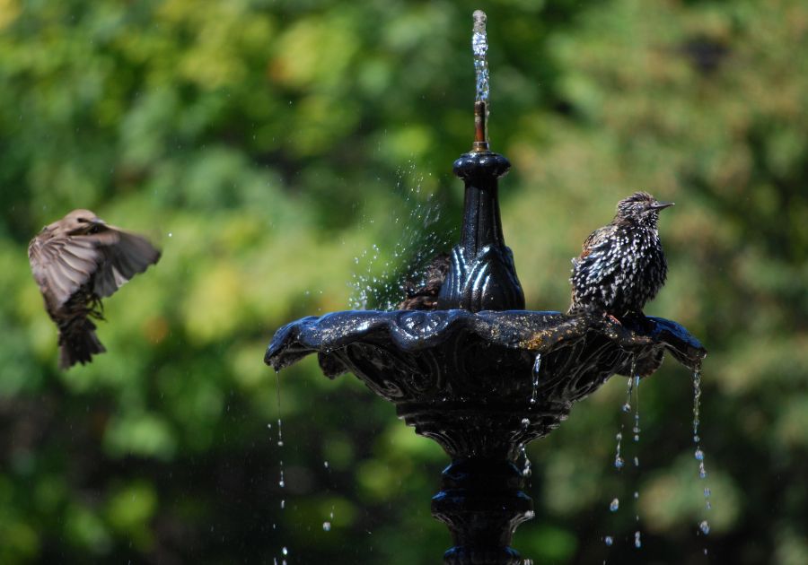 Outdoor Spaces with Beautiful Bird Baths, Bird Feeders and Lanterns