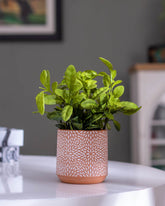 'Lobelia Cardinalis' Faux Plant Arrangement