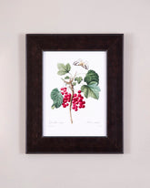 Red Currant Botanical Study 