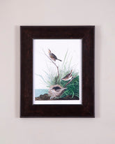 Sharp Tailed Finch Bird 