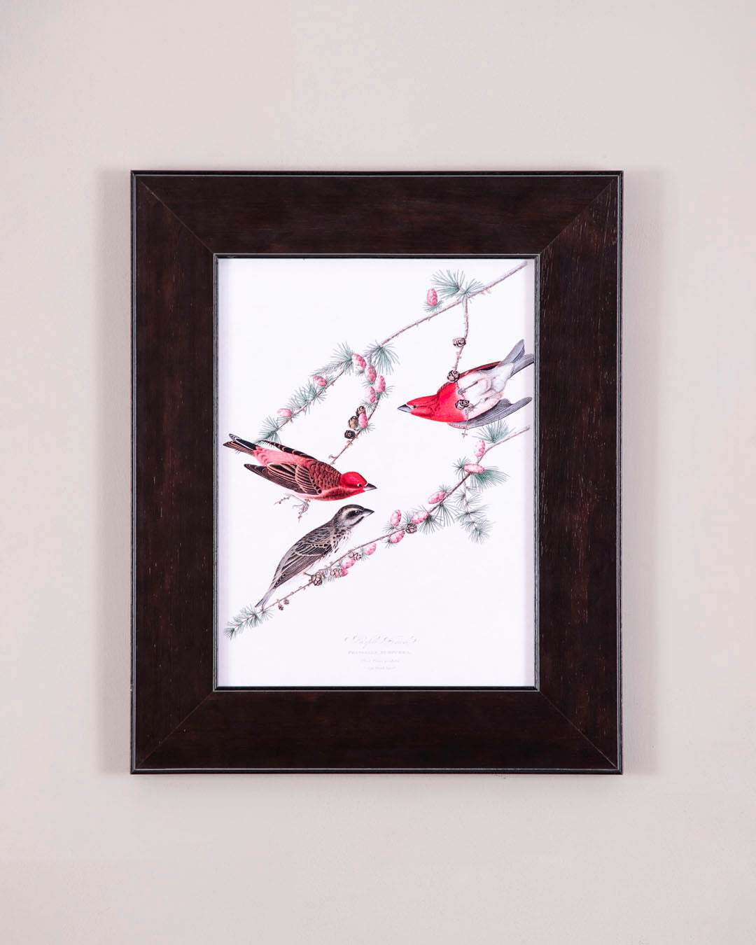 Purple Finch Bird 
