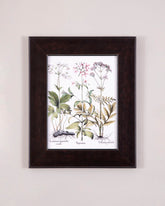 Biddens with Nodding Flowers 