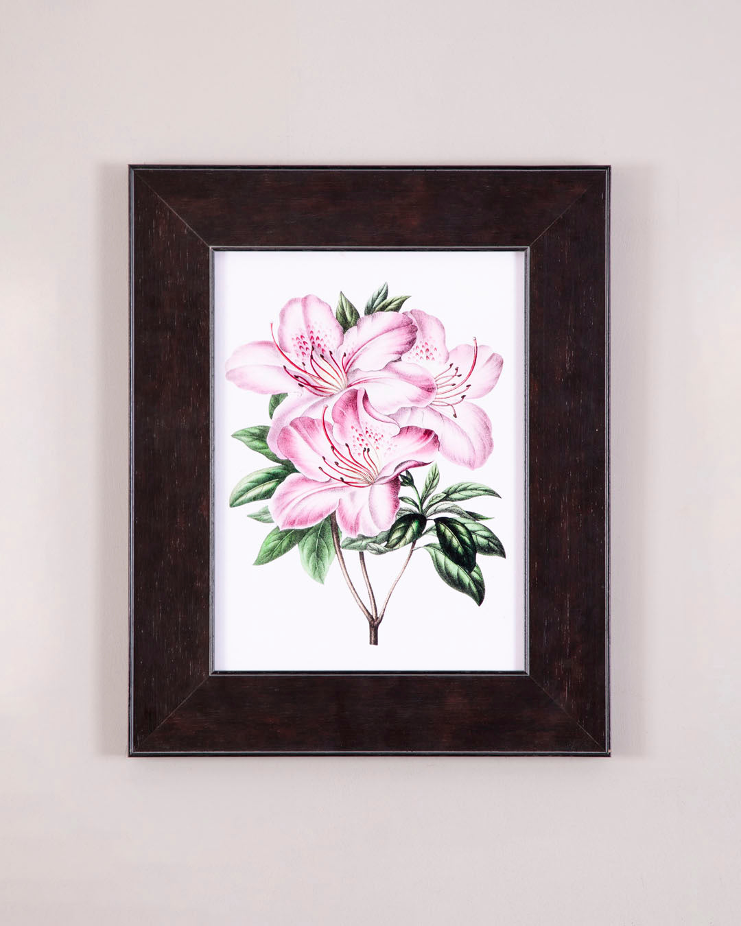 Pink Azalea Flower 