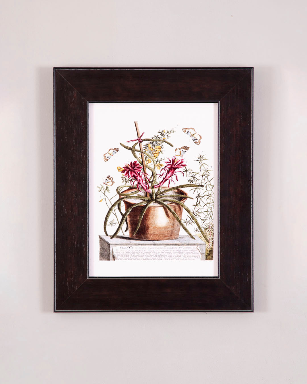 Cereus Tab