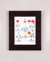 Ranunculus Asiaticus Cranium Plant 