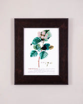 Rose Leaf Study - Framed Scientific Floral Print 