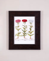 Floss Constantinopolitans Plant 