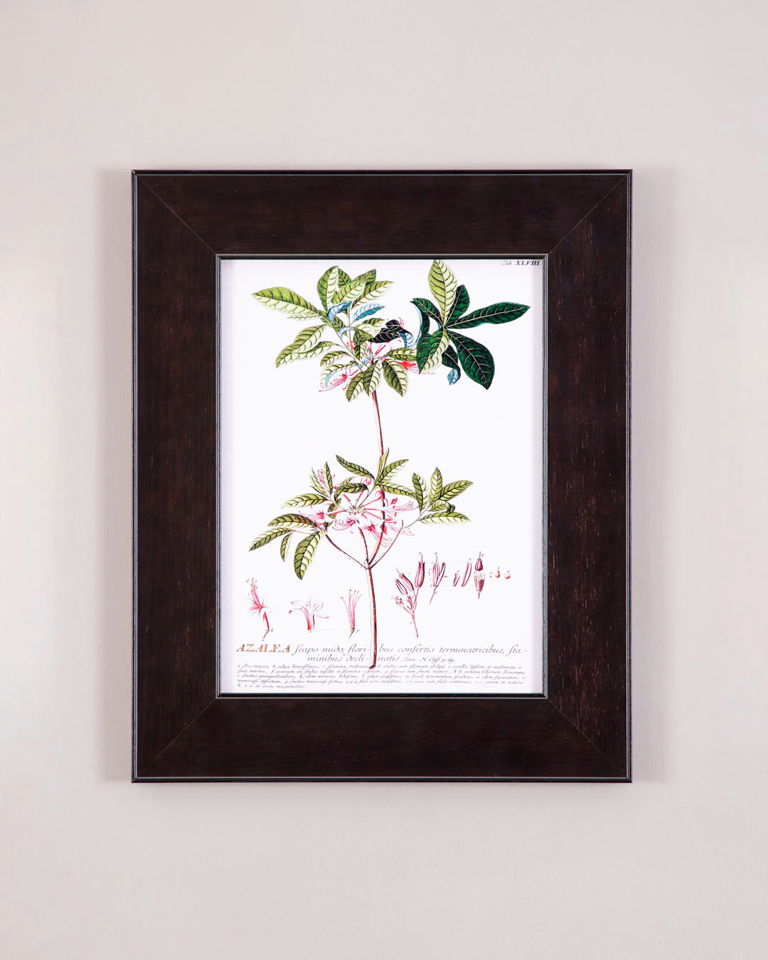 Bocconia Plant 