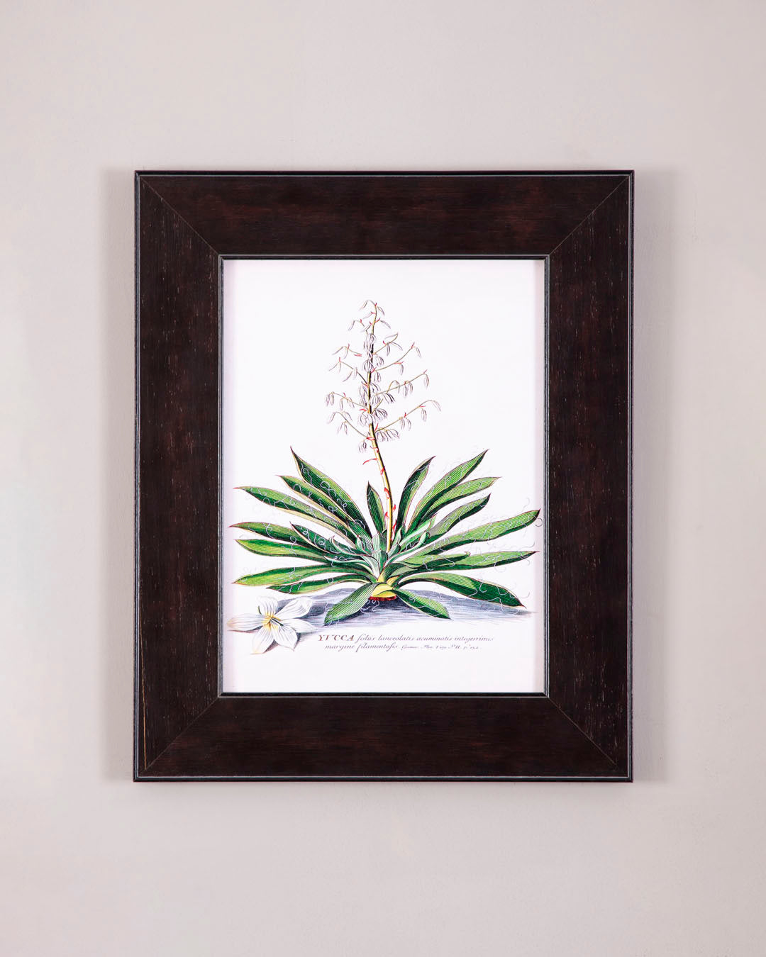 yucca 