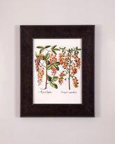 Anagyris Latifolis & Anagyris Angustifoliis Plants 