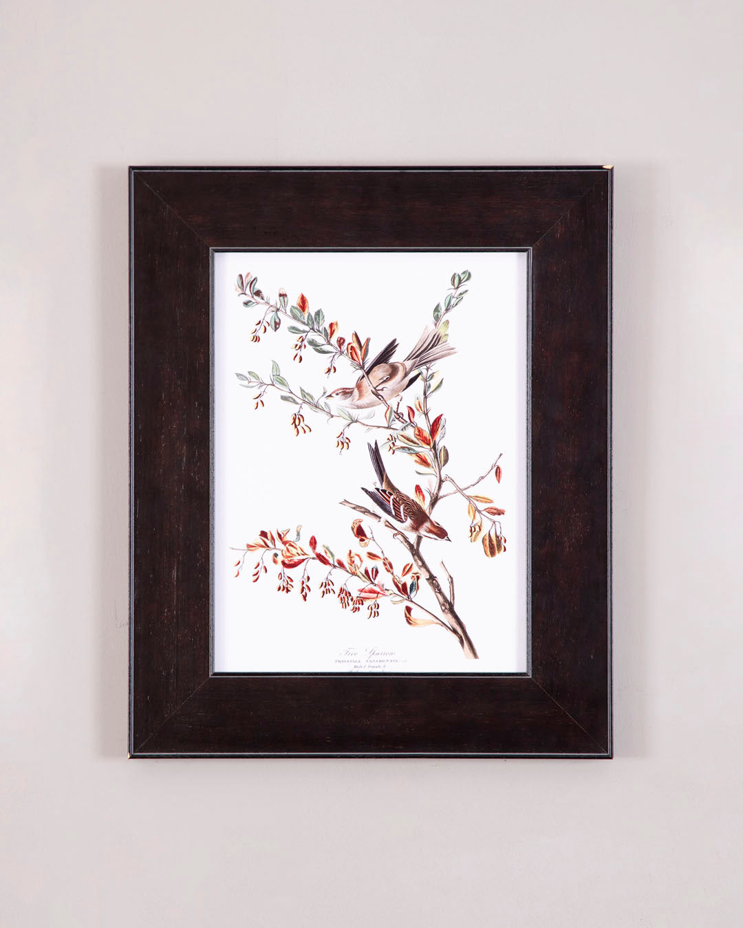 Tree Sparrow Bird 