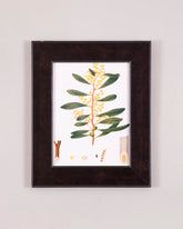 Acacia Botanical - Scientific Flora Study 