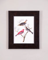 Pine Grosbeak Bird 
