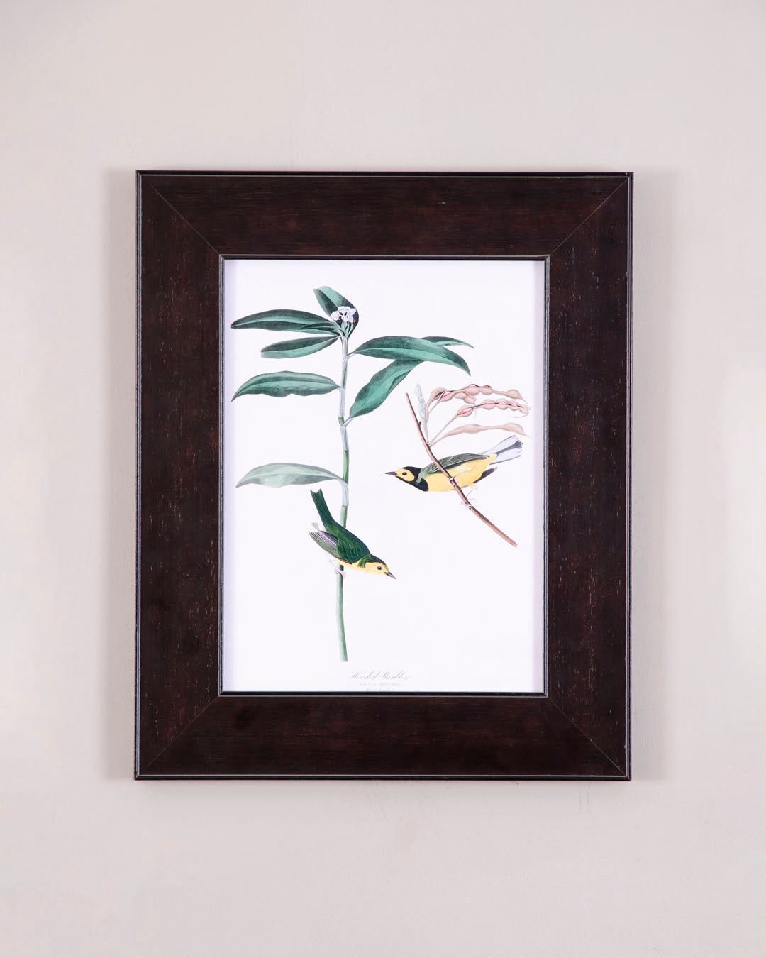 Hooded Warbler Bird 