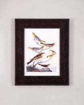 Bullock's Oriole, Baltimore Oriole, Mexican Goldfinch And Varied Thrush Birds 