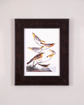 Chestnut Colored Finch, Black Headed Siskin, Black Crown Bunting And Arctic Ground Finch Bird 