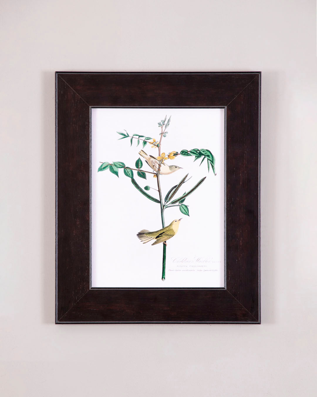Children's Warbler Bird 