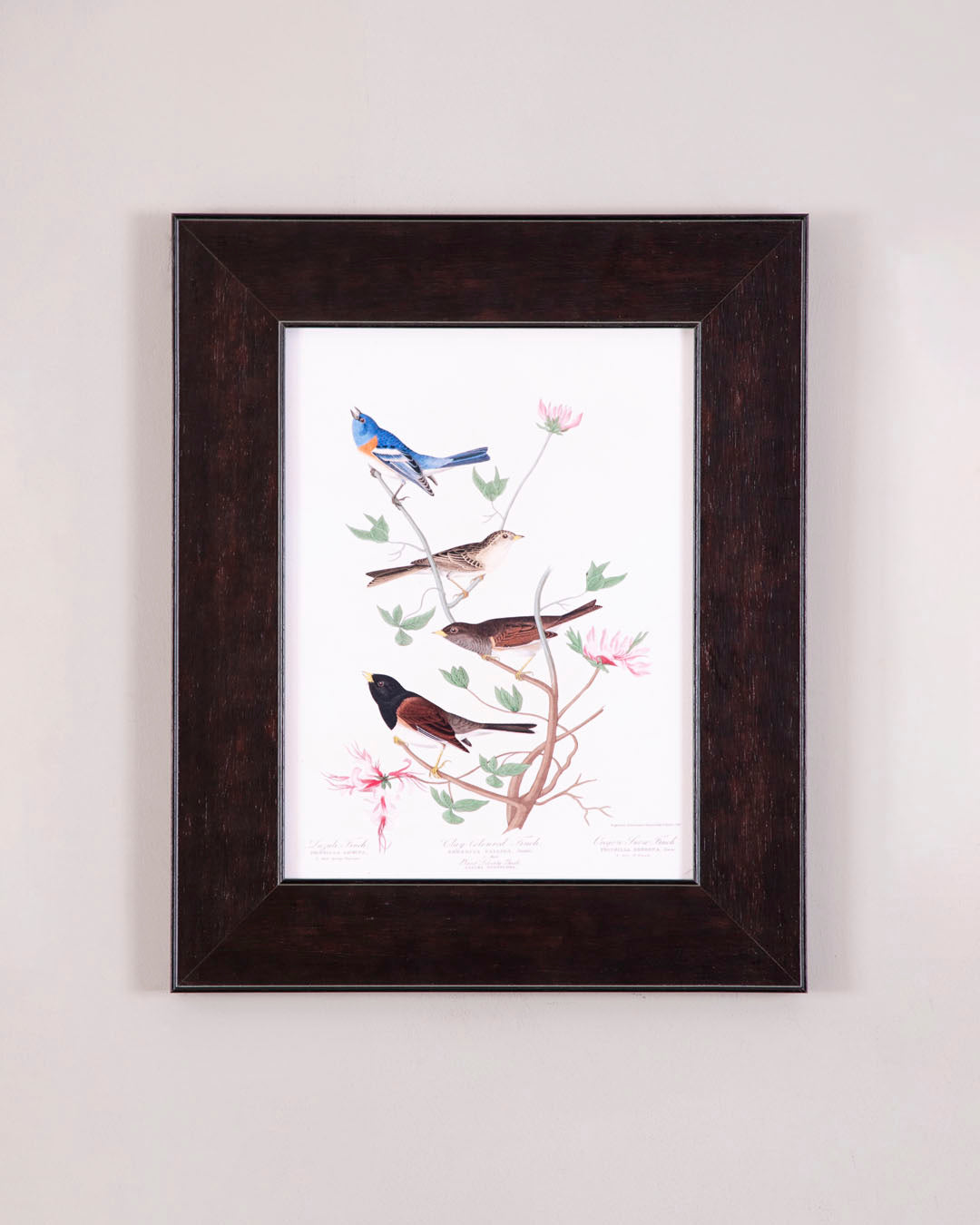 Lazuli Finch, Clay-Colored Finch And Oregon Snow Finch Birds 