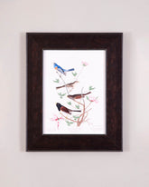 Lazuli Finch, Clay-Colored Finch And Oregon Snow Finch Birds 