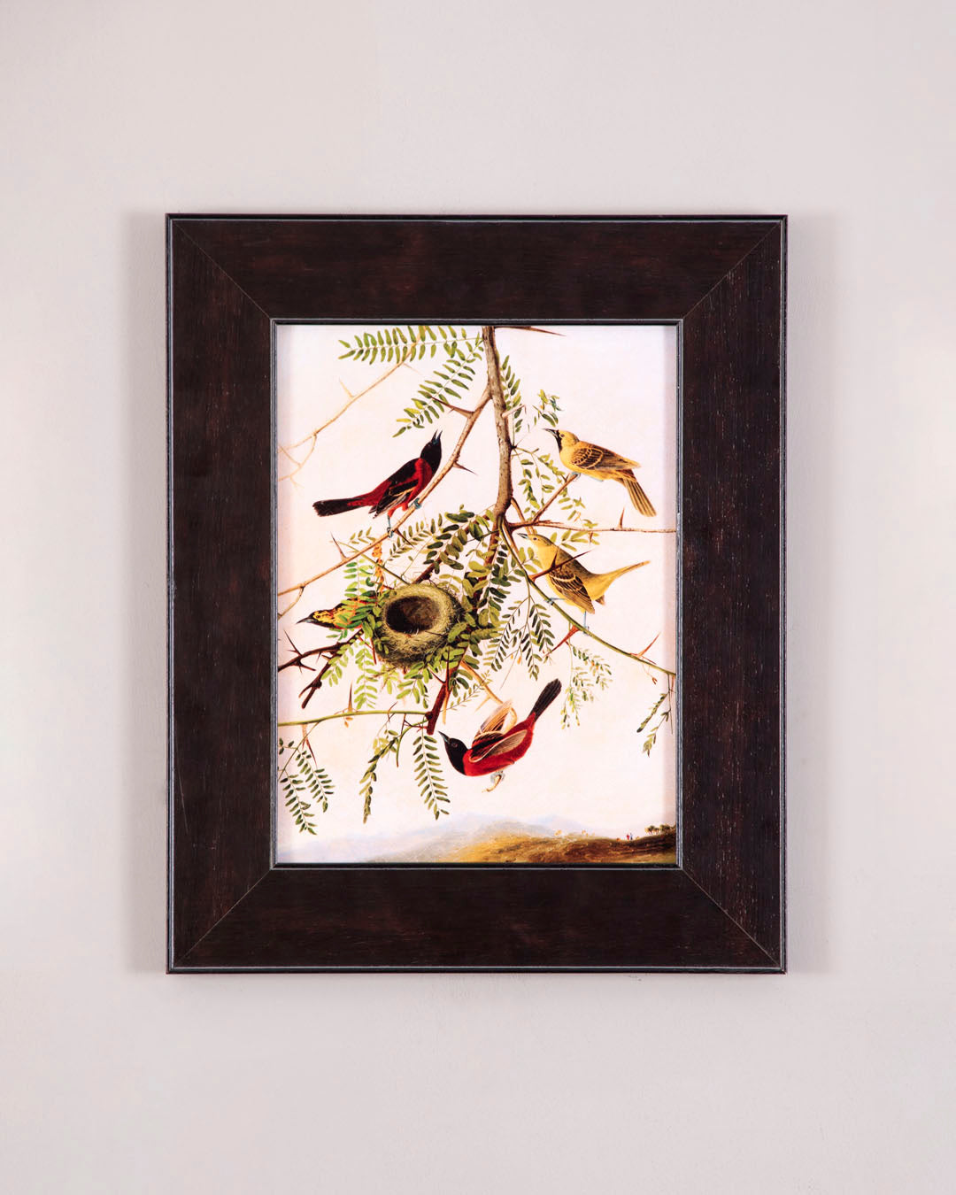 Orchard Oriole Bird 