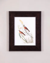 Black Throated Bunting Bird 