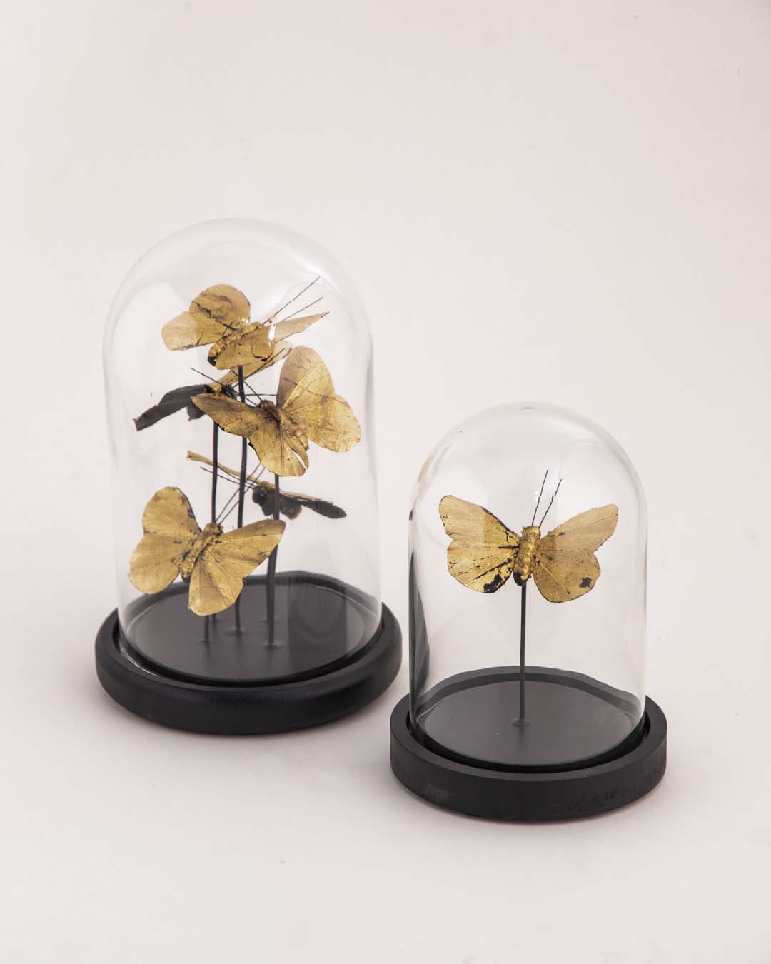 Butterfly Glass Dome - Small 