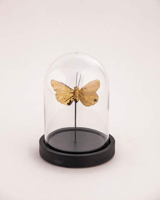 Butterfly Glass Dome - Small