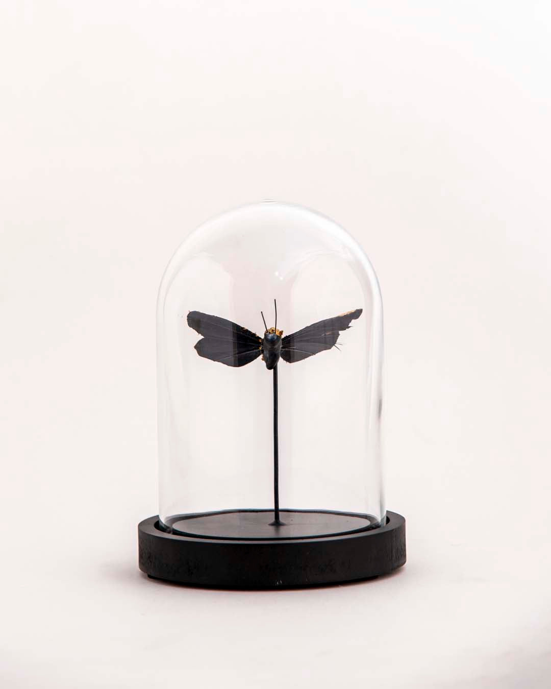 Butterfly Glass Dome - Small 