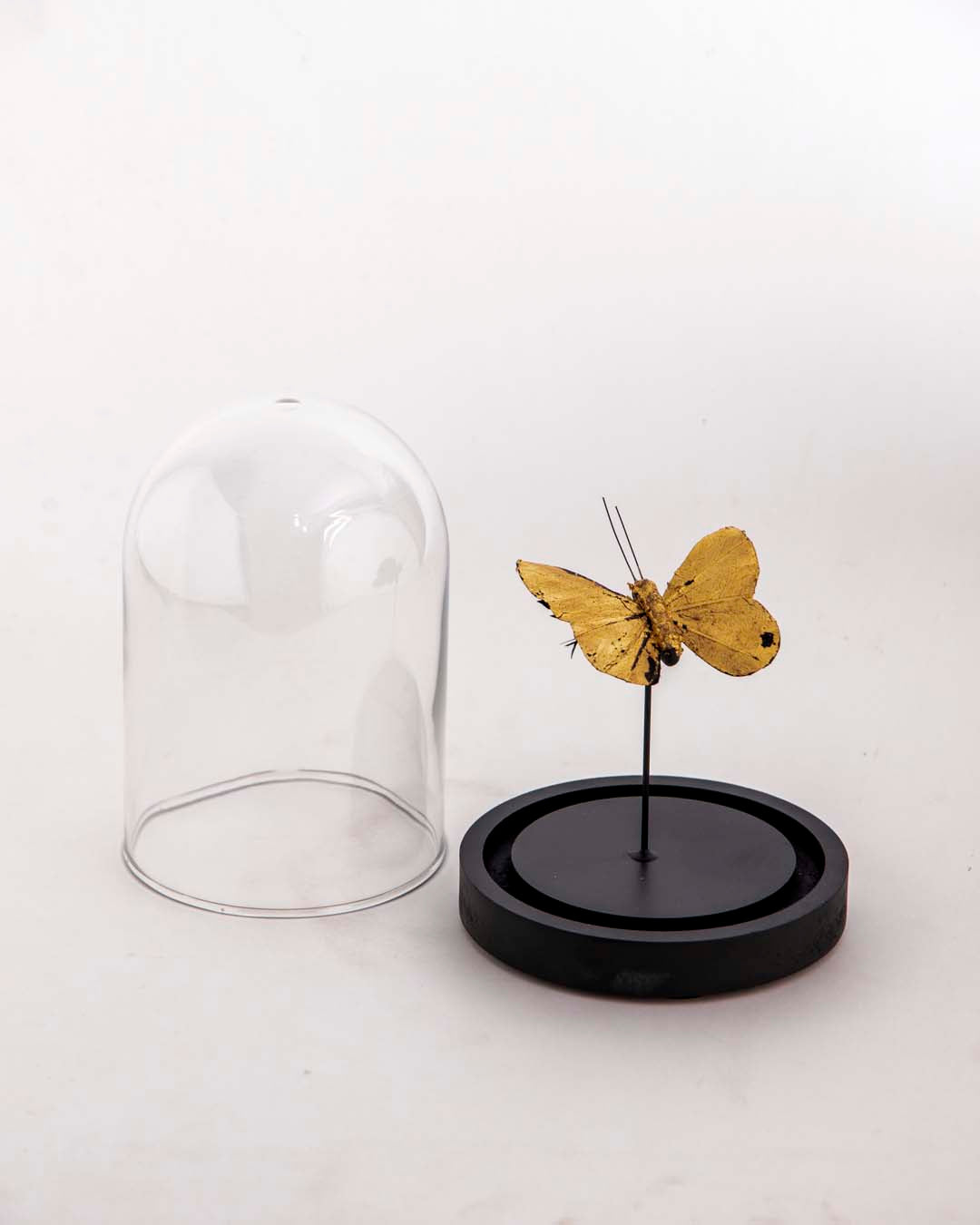 Butterfly Glass Dome - Small 