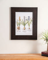 Muscari Obsoleto Alboflore Plant 