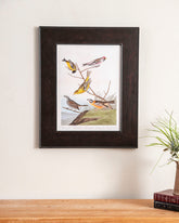 Yellow-Crown Warbler Bird 