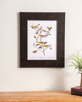 Black Throated Green Warbler, Blackburnian Warbler And Mourning Warbler Birds 