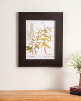 Myagrum Hortense Monofpermon & Sirnogoialbum 