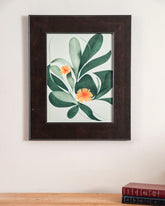 Magnolia Fuscata plant 