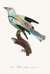 Abyssinian roller Bird Print 