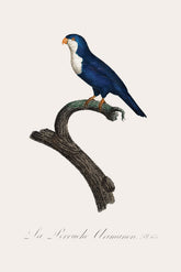 Arimanon Parakeet Bird Print 