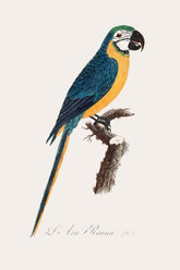 Levaillant Parrot Bird Print 