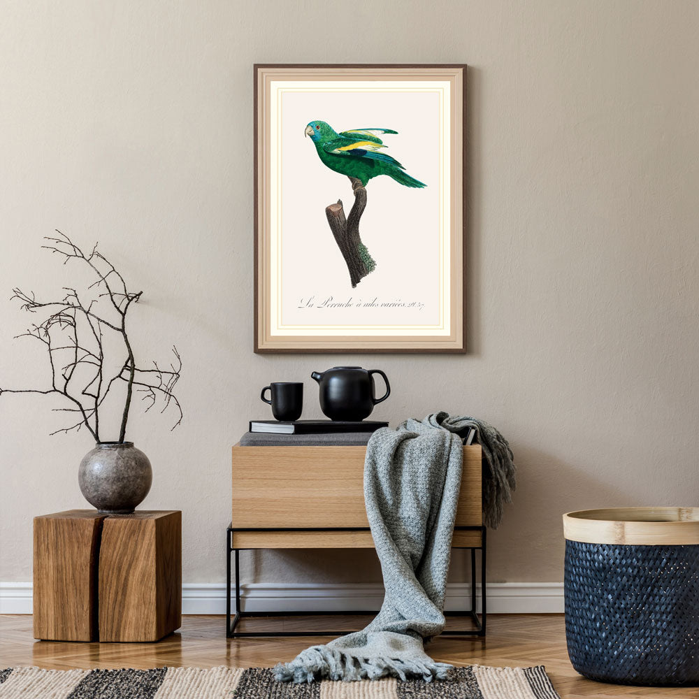 Canary Winged Parakeet Bird Print 