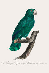 Cuban Parrot Bird Print 