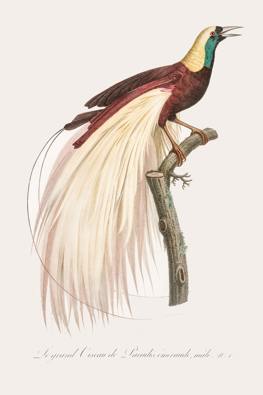 Emperor bird of paradise Print 