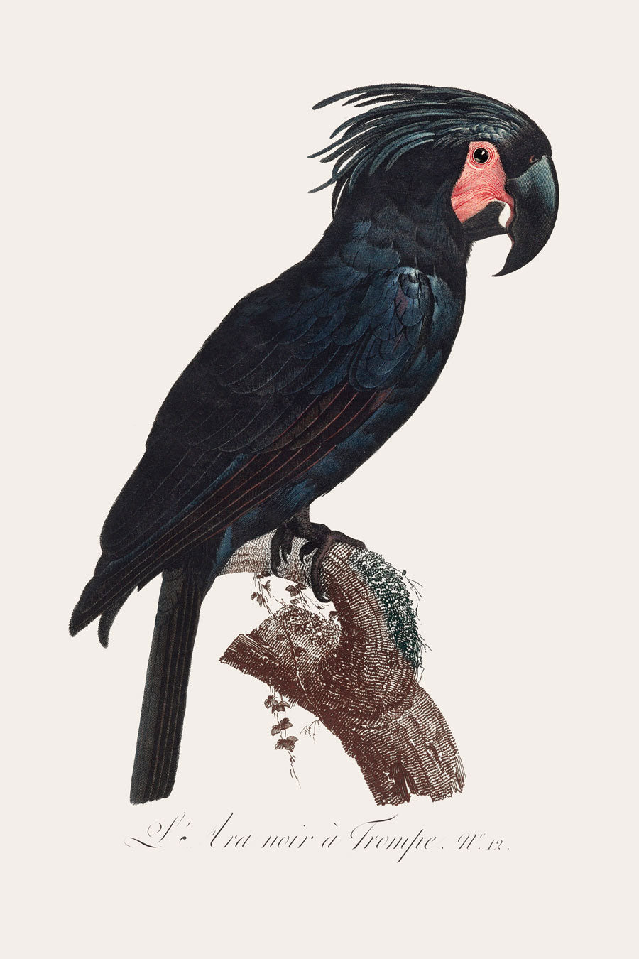 Goliath Cockatoo Bird Print 