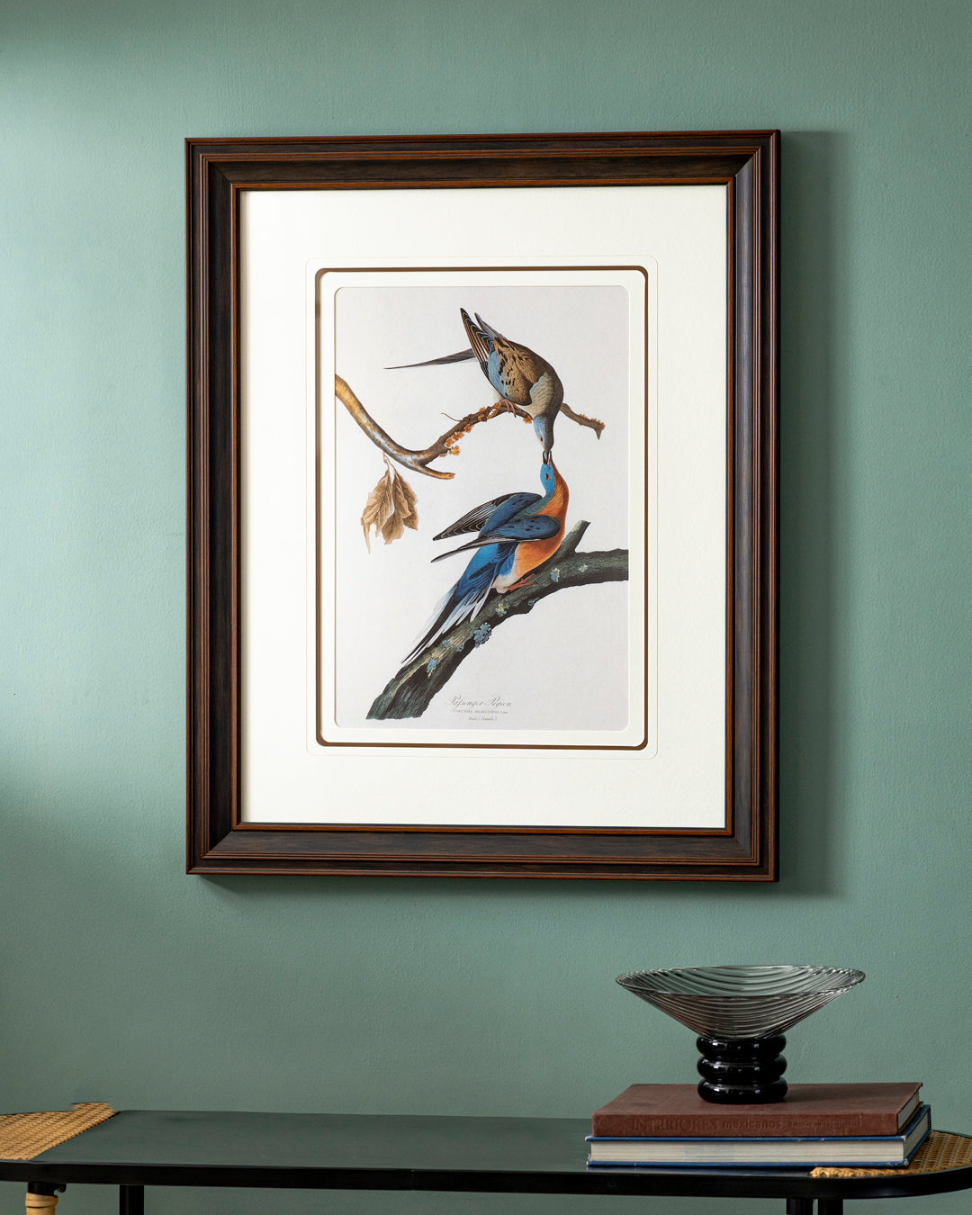 Passenger Pigeon Bird Print "24x30" Inches 