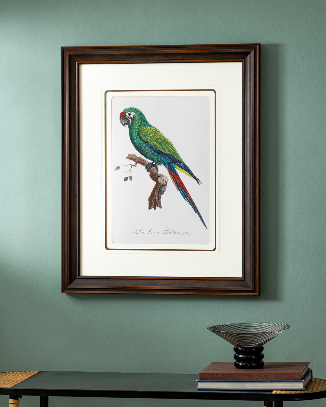 Military Macaw Bird Print "24x30" Inches