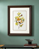 Brown Headed Worm Eating Warbler Bird Print "24x30" Inches 