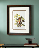 Ground Dove Bird Print "24x30" Inches 